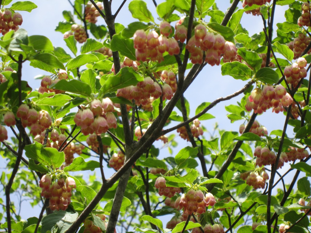 サラサドウダン