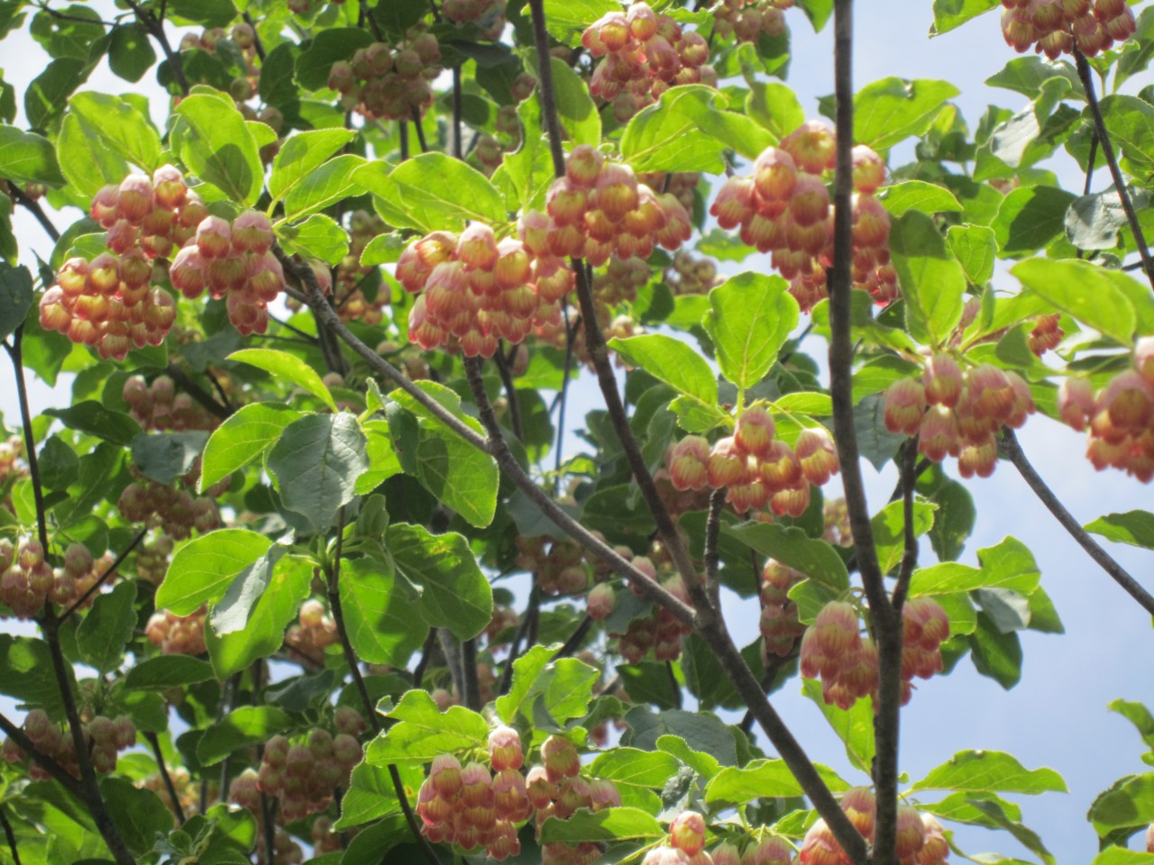 サラサドウダン